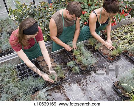 two women, man caring for plants View Large Photo Image Stock Photo - two women, man caring for plants. Fotosearch