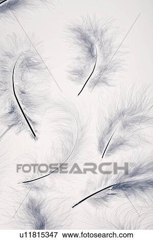 White feathers View Large Photo Image Stock Photo - White feathers. Fotosearch