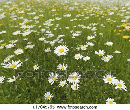 Stock Photography - Wild flowers in field. Fotosearch