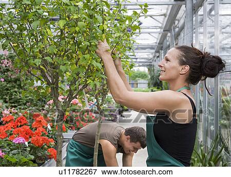 woman and man caring for tree View Large Photo Image Stock Photo - woman and man caring for tree. Fotosearch