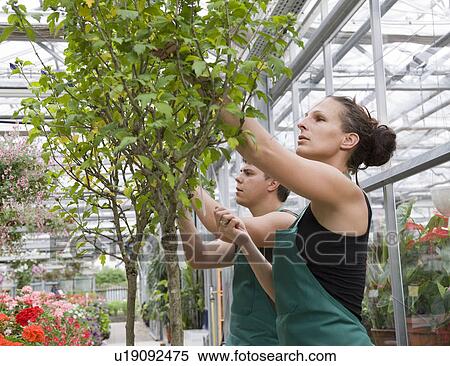 Stock Photography - woman and man caring for tree. Fotosearch