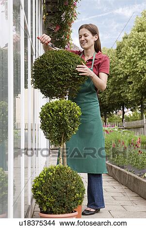 woman caring for plant View Large Photo Image Picture - woman caring for plant. Fotosearch