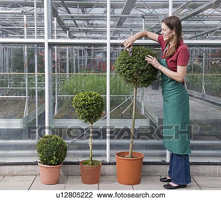 woman caring for plant View Large Photo Image Stock Image - woman caring for plant. Fotosearch