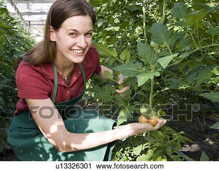 Stock Image - woman caring for tomato plant. Fotosearch