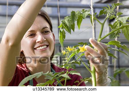 woman caring for tomato plant View Large Photo Image Stock Photo - woman caring for tomato plant. Fotosearch