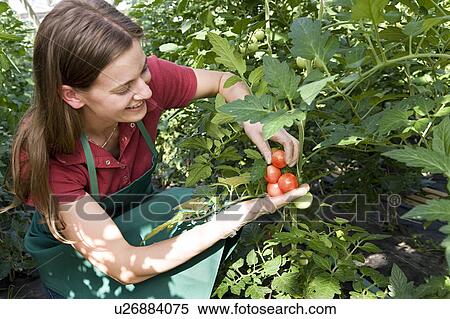 Stock Photography - woman caring for tomato plant. Fotosearch