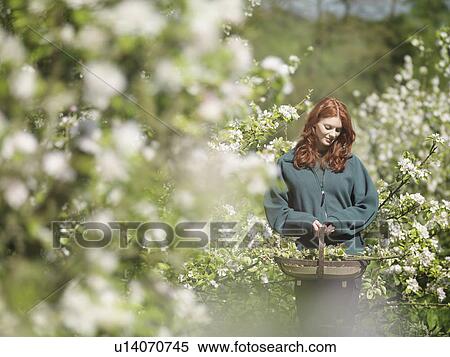 Stock Photography - Woman Carrying Apple Blossom In Orchard. Fotosearch