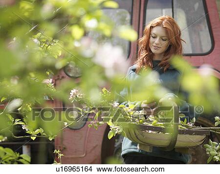 Woman Collecting Blossom In Orchard View Large Photo Image Picture - Woman Collecting Blossom In Orchard. Fotosearch
