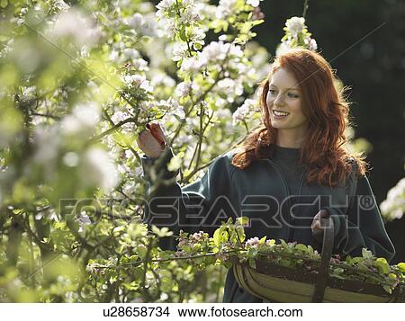 Woman Cutting Apple Blossom In Orchard View Large Photo Image Picture - Woman Cutting Apple Blossom In Orchard. Fotosearch