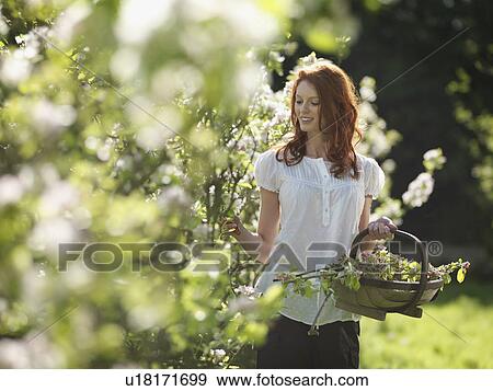 Woman Cutting Apple Blossom In Orchard View Large Photo Image Stock Photo - Woman Cutting Apple Blossom In Orchard. Fotosearch