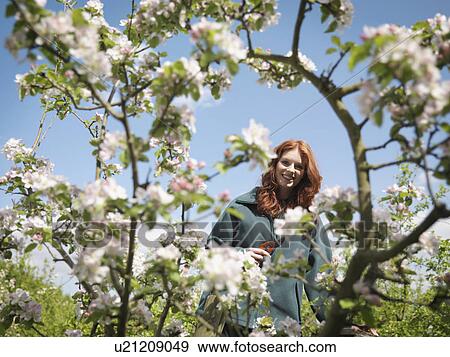 Woman Cutting Apple Blossom In Orchard View Large Photo Image Stock Photo - Woman Cutting Apple Blossom In Orchard. Fotosearch