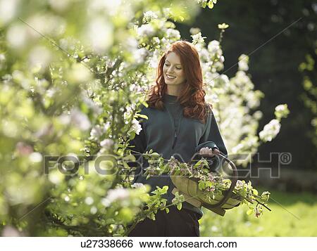 Stock Photograph - Woman Cutting Apple Blossom In Orchard. Fotosearch