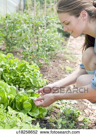 Stock Image - Woman handling plants in country. Fotosearch