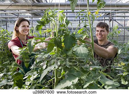 woman, man caring for tomato plant View Large Photo Image Stock Image - woman, man caring for tomato plant. Fotosearch