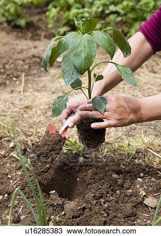 woman planting in garden View Large Photo Image Stock Image - woman planting in garden. Fotosearch