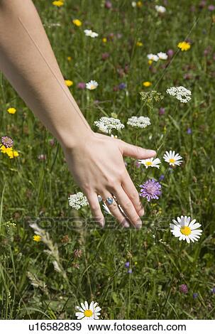 Stock Photo - woman running hand through grass. Fotosearch