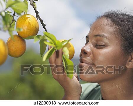 Stock Photo - Woman Smelling Oranges On A Tree. Fotosearch