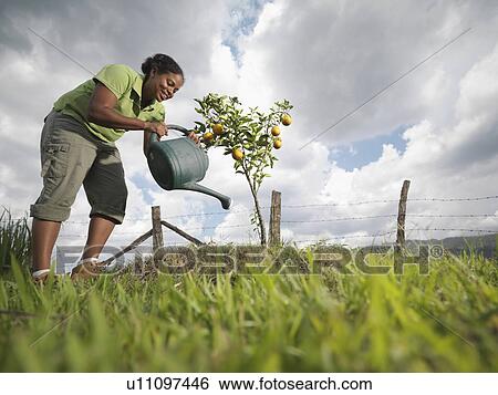 Woman Watering A Young Orange Tree View Large Photo Image Stock Photograph - Woman Watering A Young Orange Tree. Fotosearch