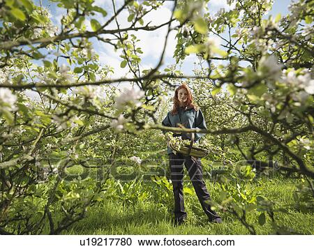 Woman With Apple Blossom In Orchard View Large Photo Image Stock Image - Woman With Apple Blossom In Orchard. Fotosearch