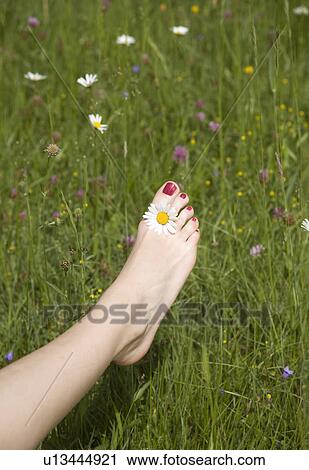 woman's foot in grass with flower View Large Photo Image Stock Image - woman's foot in grass with flower. Fotosearch