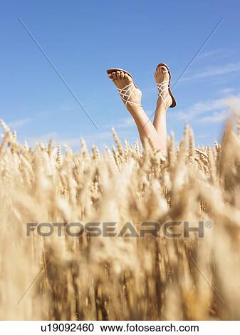 womans legs in wheat field View Large Photo Image Stock Image - womans legs in wheat field. Fotosearch