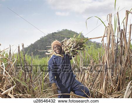 Worker Carrying Sugar Cane View Large Photo Image Stock Image - Worker Carrying Sugar Cane. Fotosearch