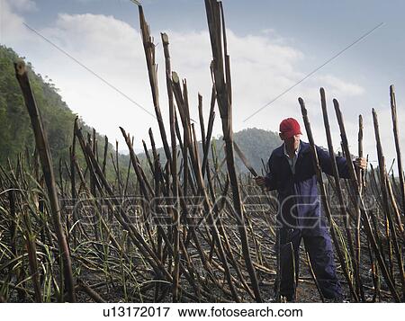 Worker Cutting Burnt Sugar Cane View Large Photo Image Stock Photo - Worker Cutting Burnt Sugar Cane. Fotosearch
