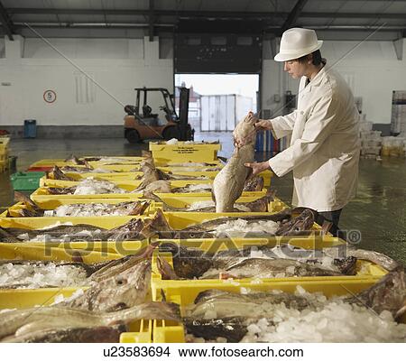 Worker Handling Fish In Market View Large Photo Image Picture - Worker Handling Fish In Market. Fotosearch