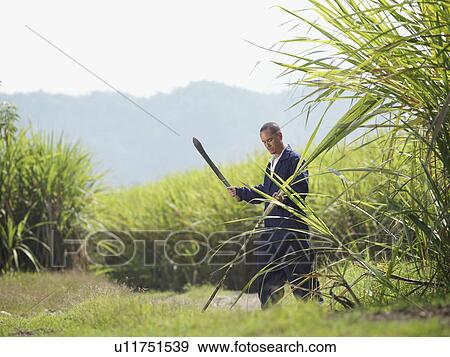 Worker Harvesting Sugar Cane View Large Photo Image Stock Photo - Worker Harvesting Sugar Cane. Fotosearch