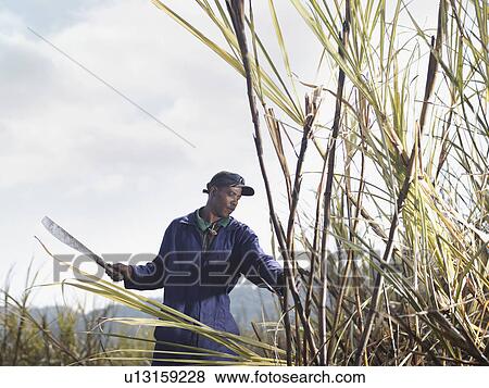 Stock Photo - Worker Harvesting Sugar Cane. Fotosearch
