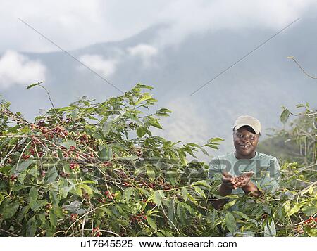 Worker Holding Coffee Beans View Large Photo Image Stock Photography - Worker Holding Coffee Beans. Fotosearch
