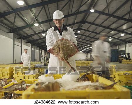 Worker Holding Fish In Market View Large Photo Image Stock Image - Worker Holding Fish In Market. Fotosearch
