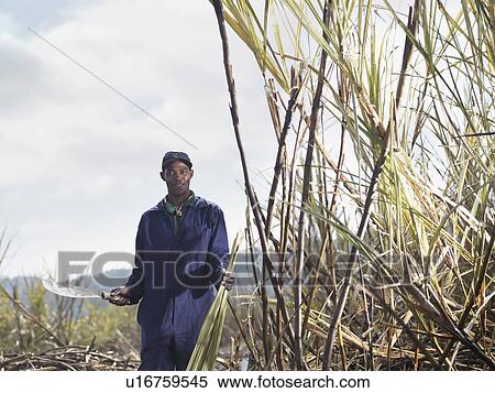 Worker Holding Machete In Sugar Cane View Large Photo Image Stock Photography - Worker Holding Machete In Sugar Cane. Fotosearch