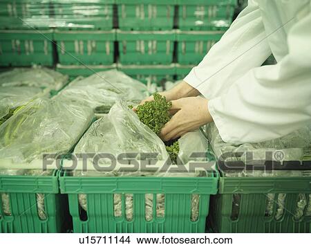 Picture - Worker Holding Parsley In Fish Market. Fotosearch