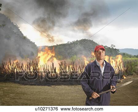 Worker In Front Of Burning Sugar Cane View Large Photo Image Stock Photograph - Worker In Front Of Burning Sugar Cane. Fotosearch