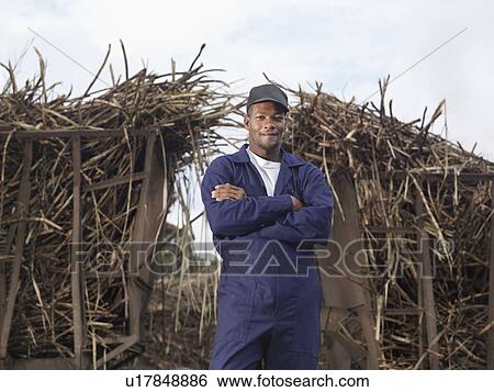 Worker In Front Of Harvested Sugar Cane View Large Photo Image Stock Photograph - Worker In Front Of Harvested Sugar Cane. Fotosearch