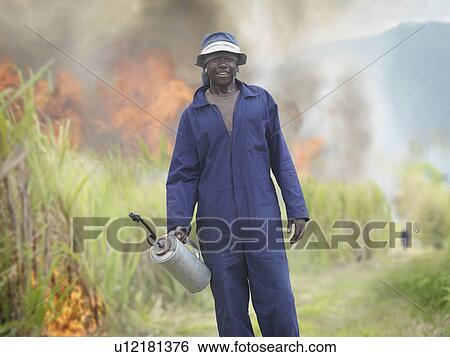 Worker In Sugar Cane Field With Fire View Large Photo Image Stock Photograph - Worker In Sugar Cane Field With Fire. Fotosearch