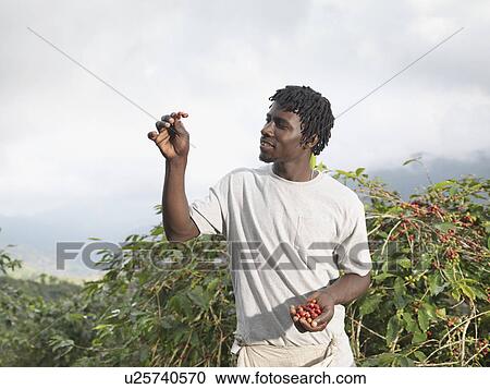 Stock Image - Worker Inspecting Coffee Beans. Fotosearch