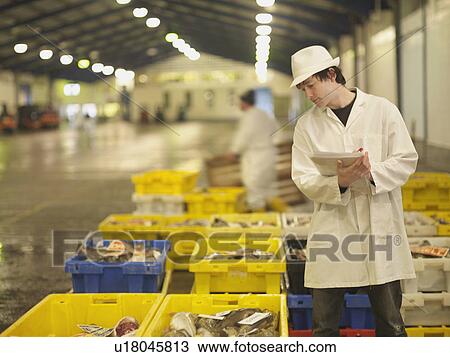 Stock Image - Worker Inspecting Fish In Crates. Fotosearch