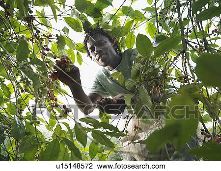 Worker Picking Coffee Beans View Large Photo Image Stock Image - Worker Picking Coffee Beans. Fotosearch