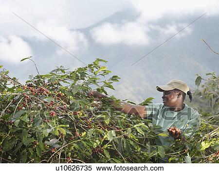 Stock Photography - Worker Picking Coffee Beans. Fotosearch