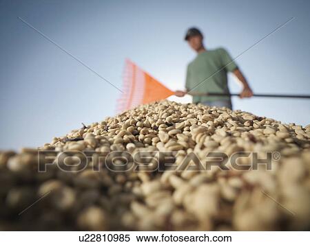 Stock Photography - Worker Raking Pile Of Coffee Beans. Fotosearch