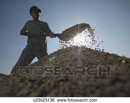 Worker Shoveling Coffee Beans View Large Photo Image Stock Photograph - Worker Shoveling Coffee Beans. Fotosearch