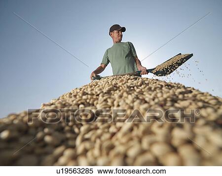 Stock Photography - Worker Shoveling Coffee Beans. Fotosearch