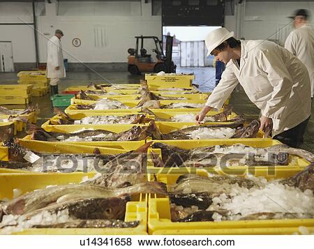 Stock Photo - Worker Sorting Fish In Market. Fotosearch