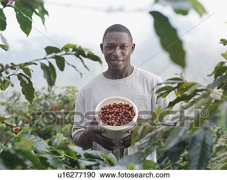Worker With Coffee Beans In Tub View Large Photo Image Stock Image - Worker With Coffee Beans In Tub. Fotosearch
