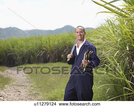 Worker With Harvested Sugar Cane View Large Photo Image Picture - Worker With Harvested Sugar Cane. Fotosearch