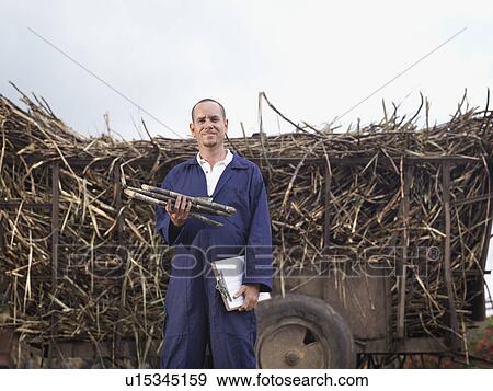 Worker With Harvested Sugar Cane View Large Photo Image Stock Photo - Worker With Harvested Sugar Cane. Fotosearch
