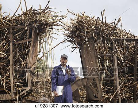 Stock Photo - Worker With Harvested Sugar Cane. Fotosearch