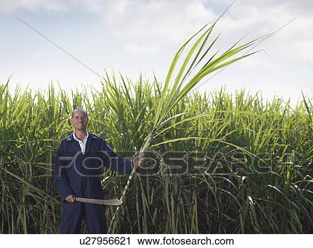 Stock Image - Worker With Sugar Cane And Machete. Fotosearch